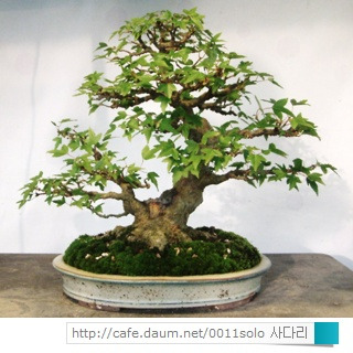 당단풍 이미지