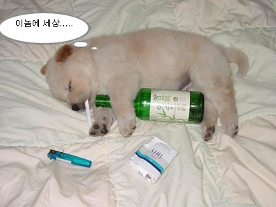 바라 이미지