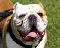 불독(bulldog) 이미지