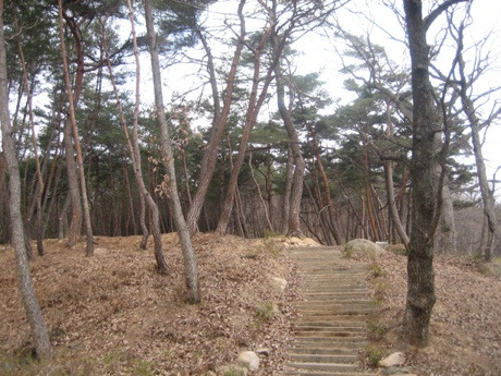 수림장 이미지