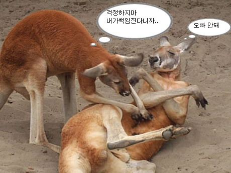 바라 이미지